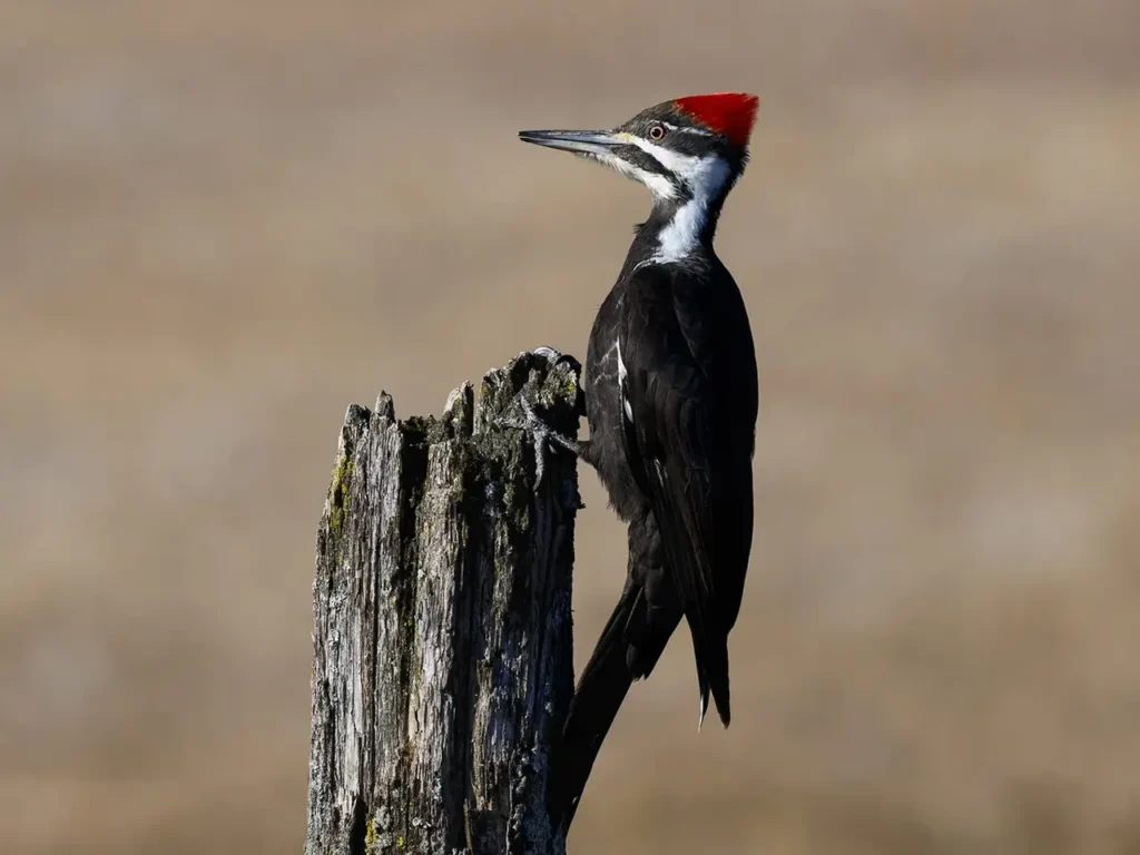 Pileated Woodpecker 3