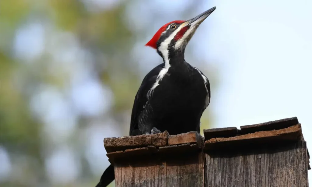 Pileated Woodpecker 4