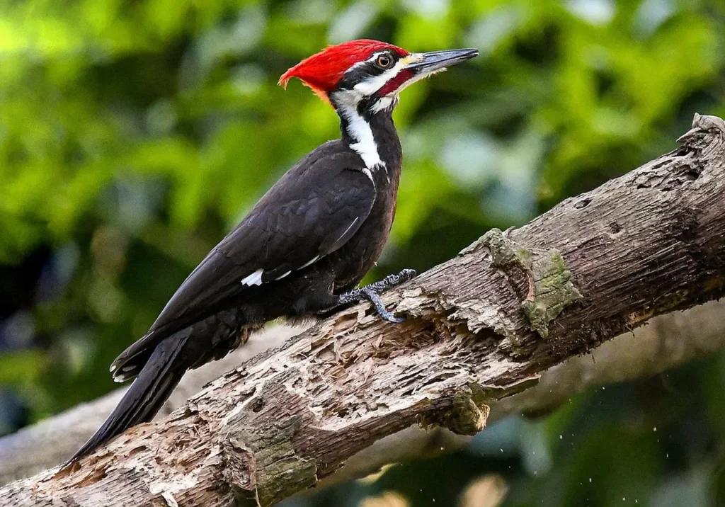 Pileated Woodpecker 6