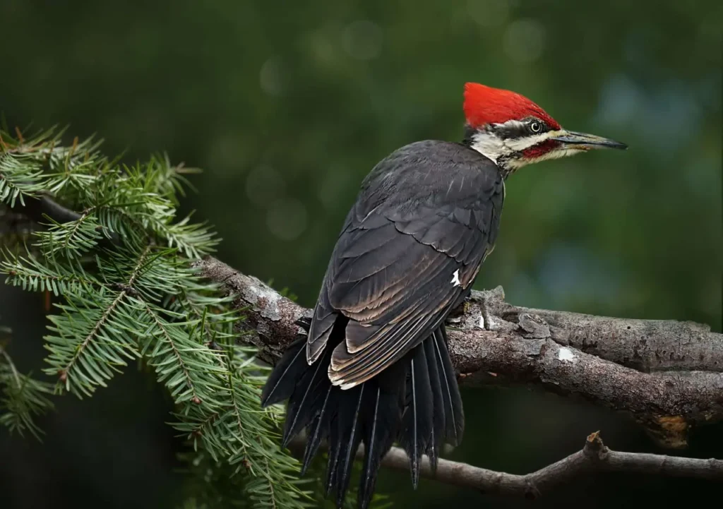 Pileated Woodpecker 8