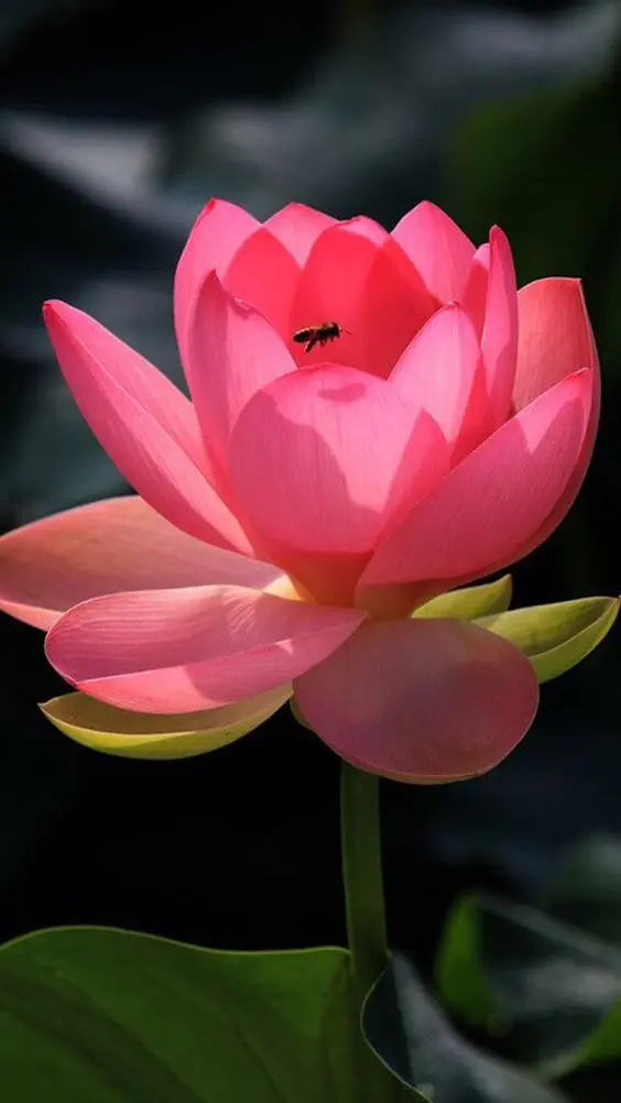 Pink Lotus 2
