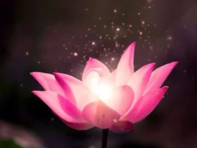 Pink Lotus 5