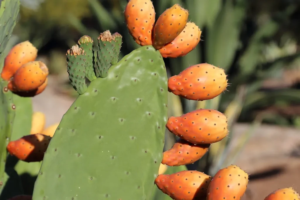 Prickly Pear Cactus 12