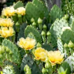 Prickly Pear Cactus 2
