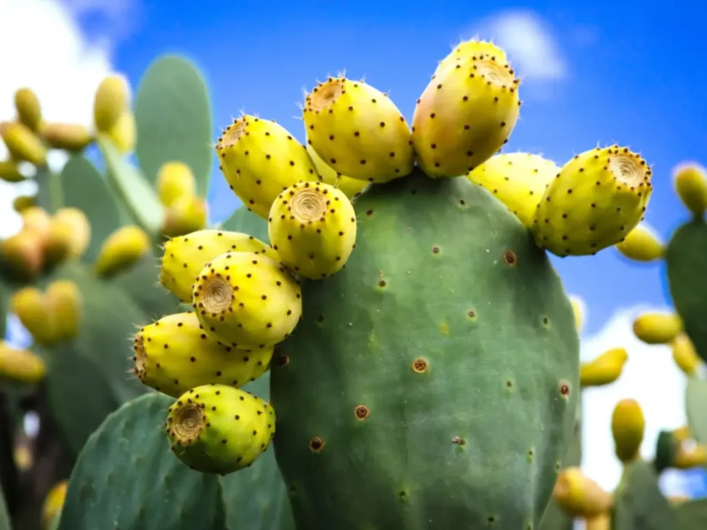 Prickly Pear Cactus 4