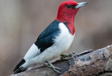 Red-headed Woodpecker 1