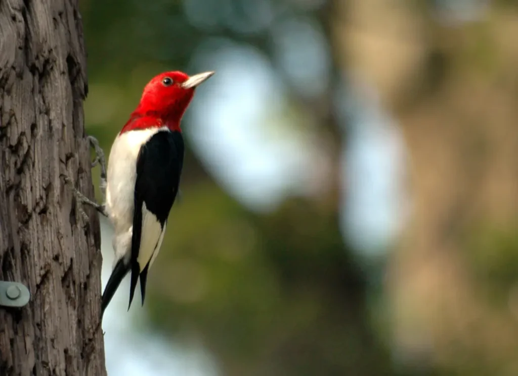 Red-headed Woodpecker 10