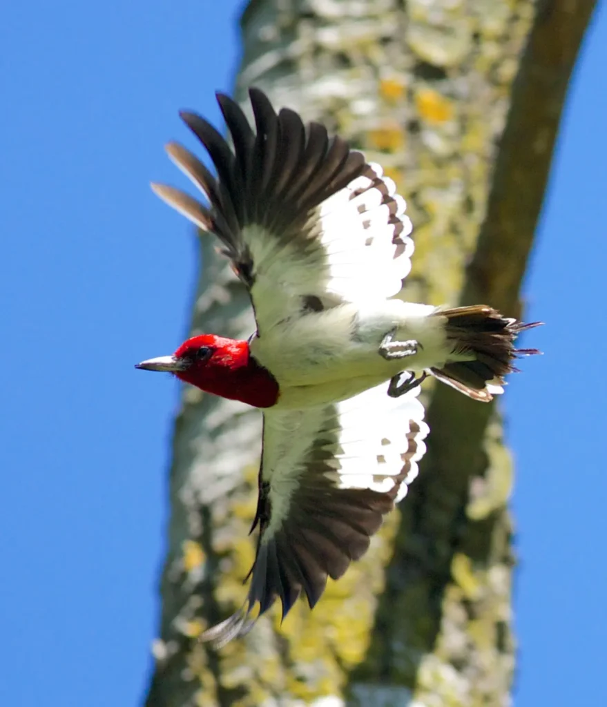 Red-headed Woodpecker 11