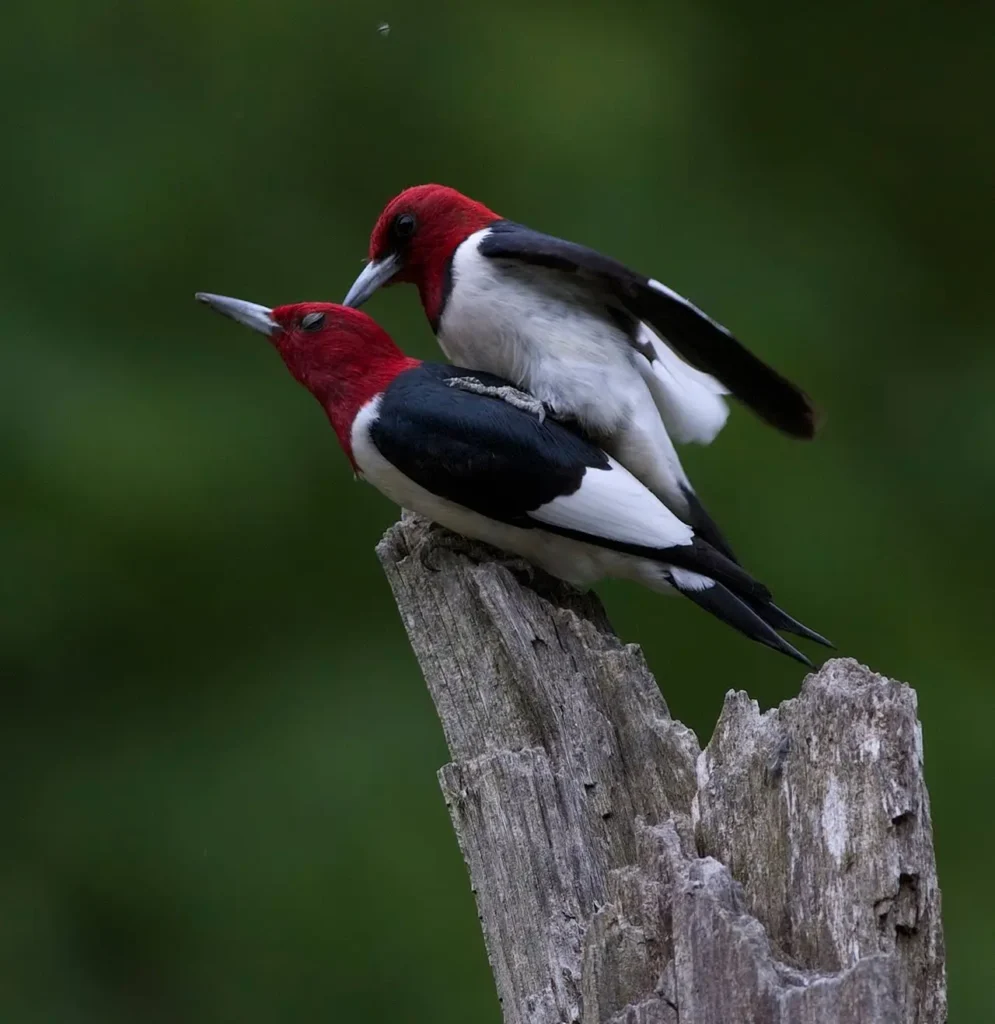 Red-headed Woodpecker 13