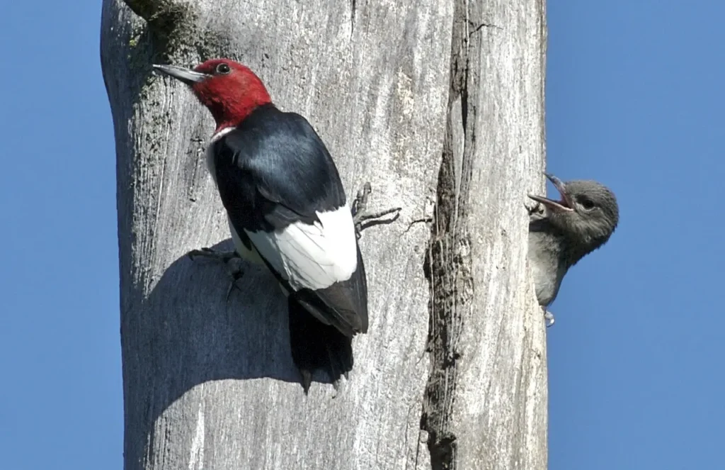 Red-headed Woodpecker 14