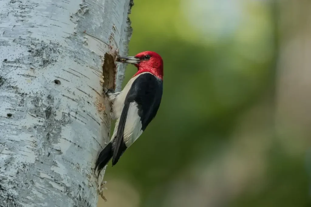 Red-headed Woodpecker 15