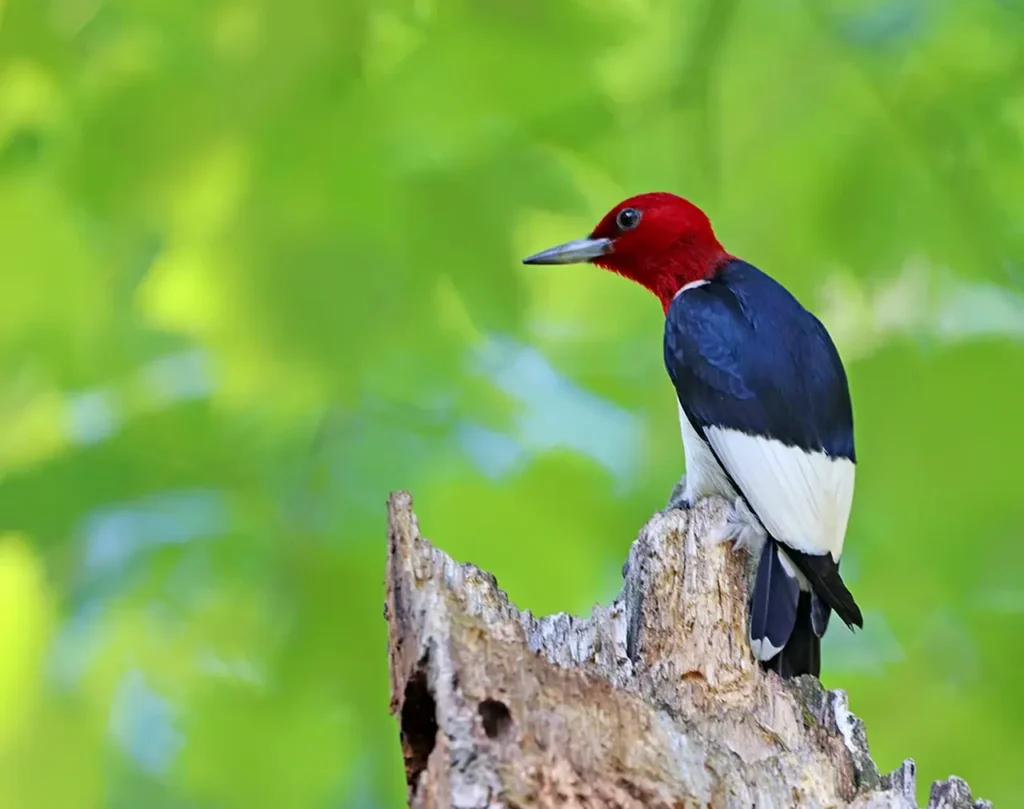 Red-headed Woodpecker 16