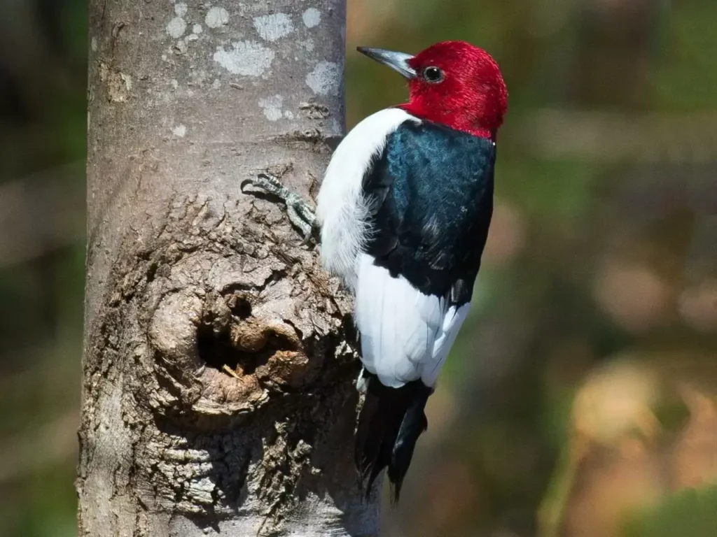 Red-headed Woodpecker 17