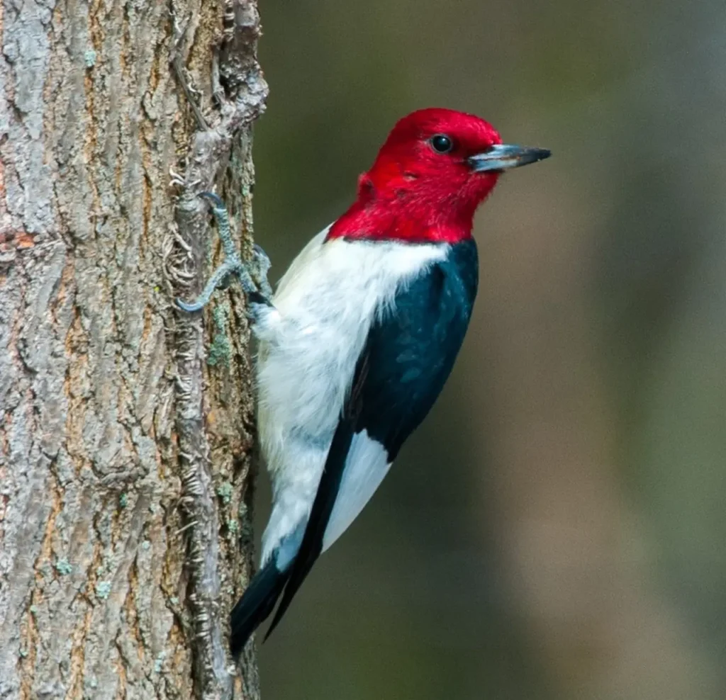 Red-headed Woodpecker 2
