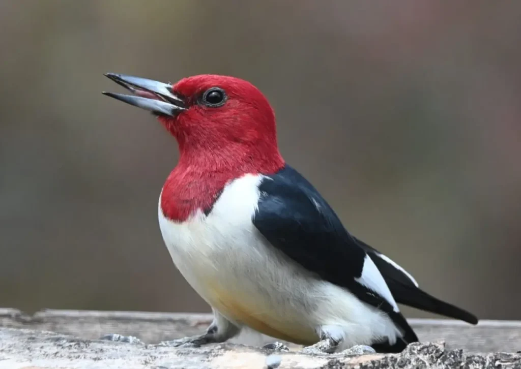 Red-headed Woodpecker 5