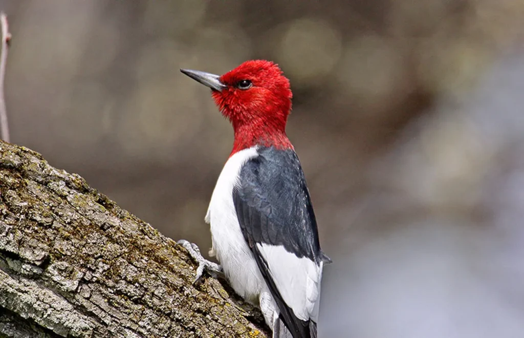 Red-headed Woodpecker 6