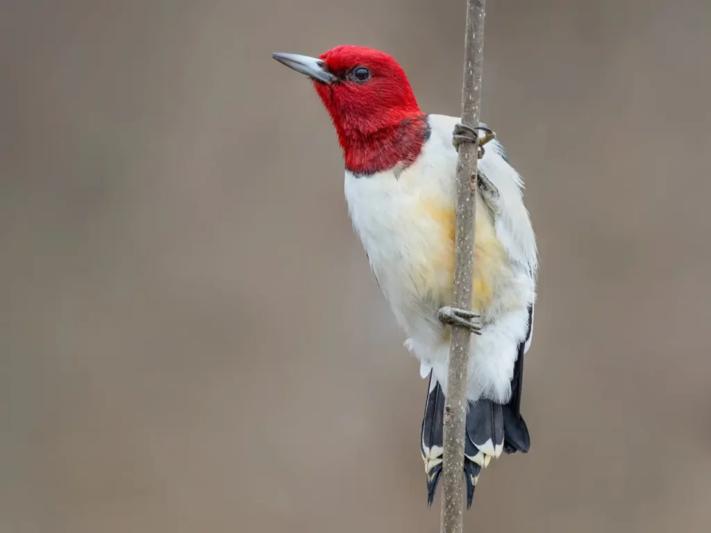 Red-headed Woodpecker 9