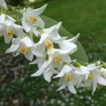 Styrax Obassia (fragrant Snowbell)