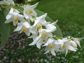 Styrax Obassia (fragrant Snowbell)