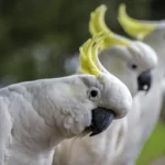 Sulphur-crested Cockatoo 1