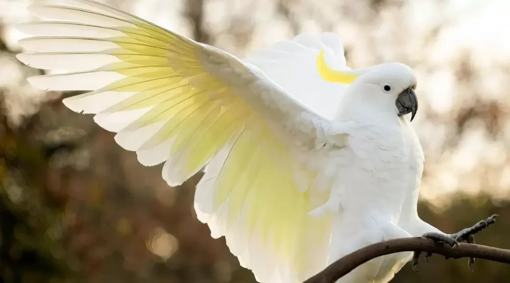Sulphur-crested Cockatoo 11