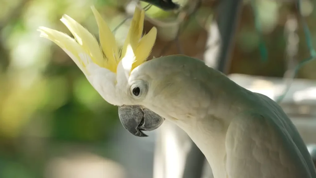 Sulphur-crested Cockatoo 13
