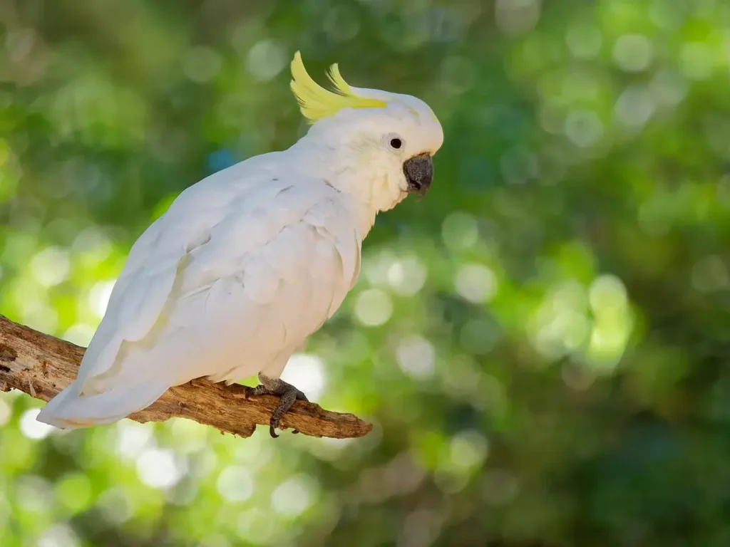 Sulphur-crested Cockatoo 15