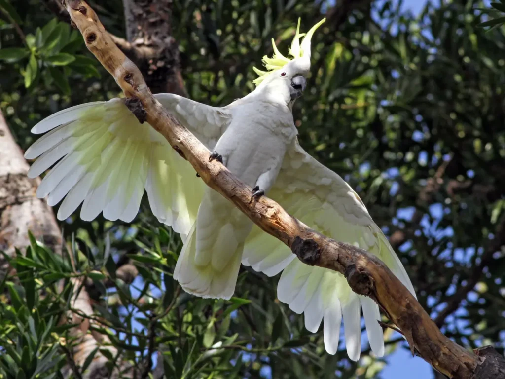 Sulphur-crested Cockatoo 3