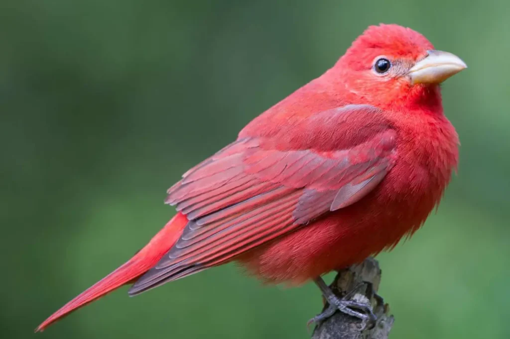 Summer Tanager 1