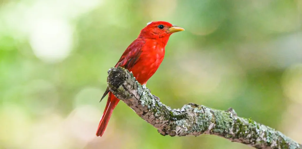 Summer Tanager 7