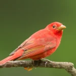 Summer Tanager 8