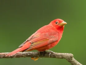 Summer Tanager 8