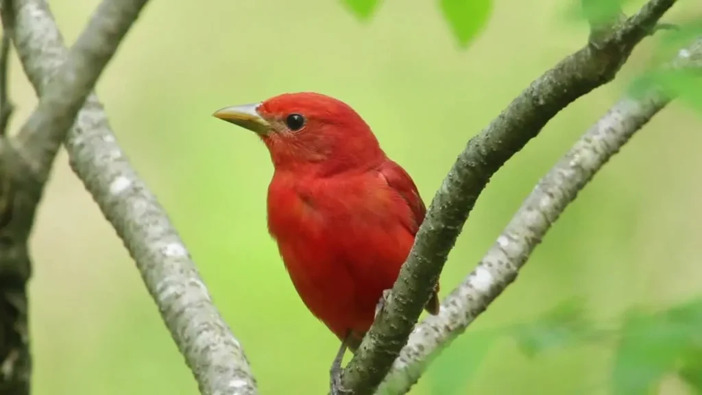Summer Tanager 9