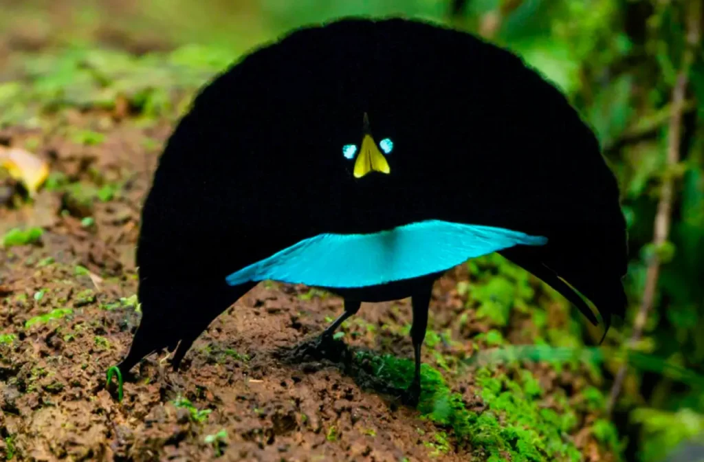 Superb Bird-of-paradise 1