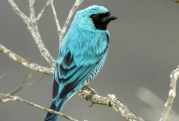 Swallow Tanager 1