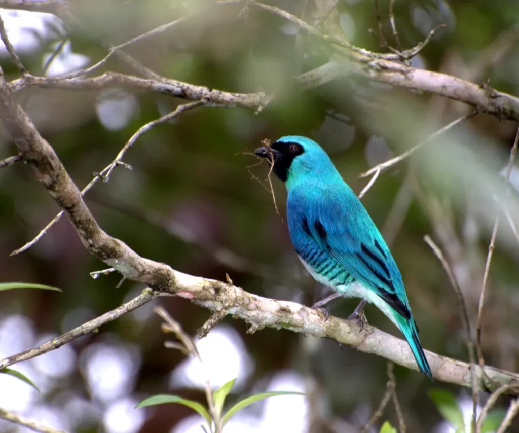 Swallow Tanager 10