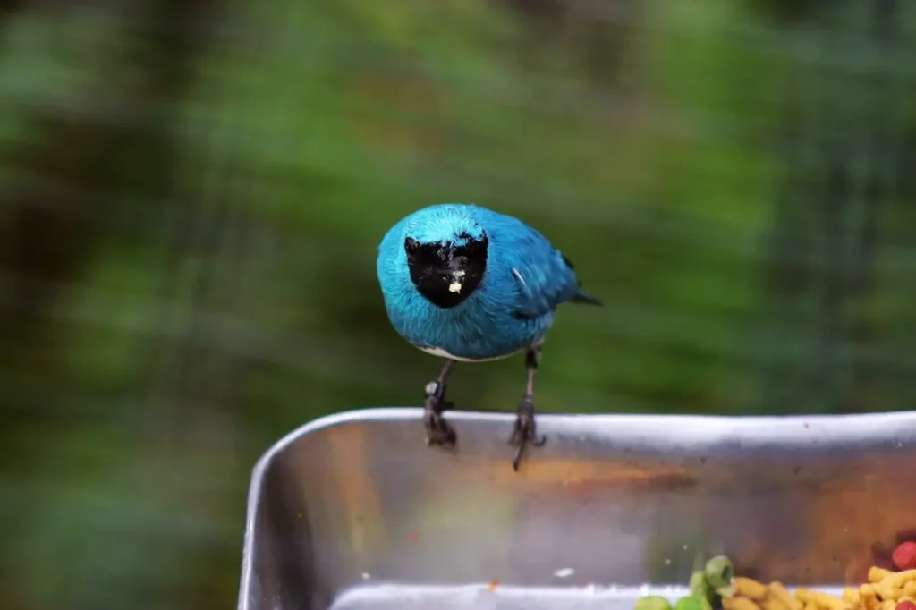 Swallow Tanager 11