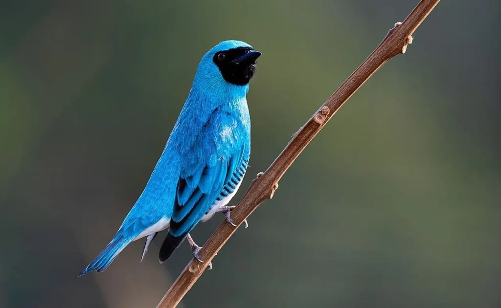 Swallow Tanager 12