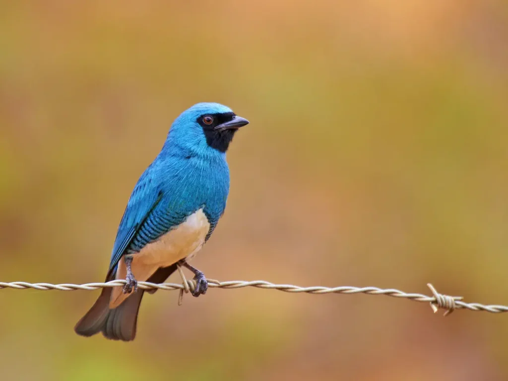 Swallow Tanager 13