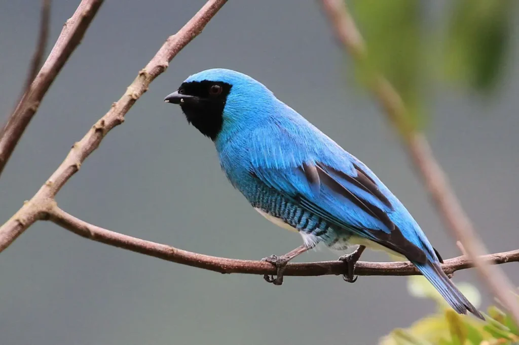 Swallow Tanager 15