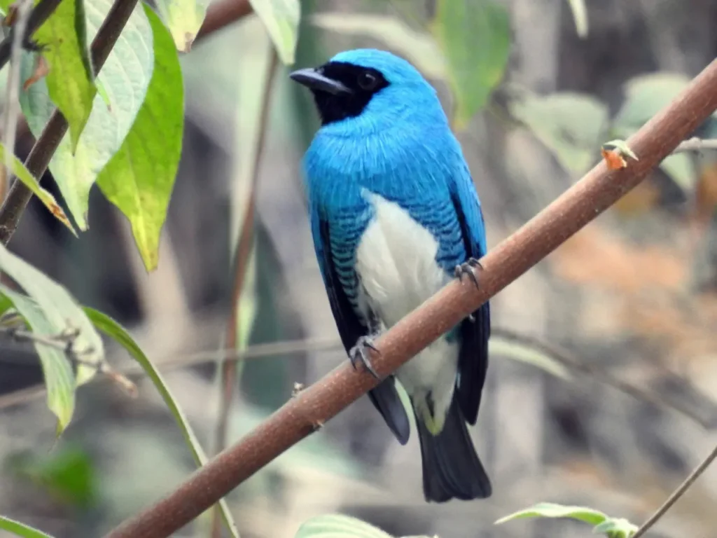 Swallow Tanager 2