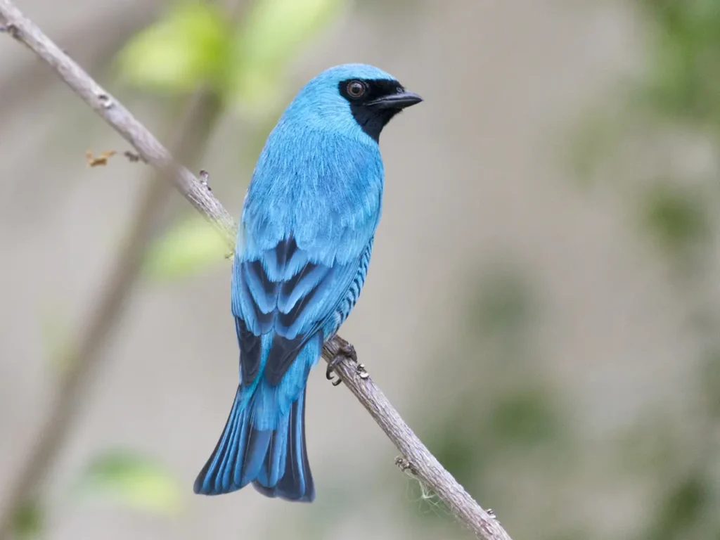 Swallow Tanager 7