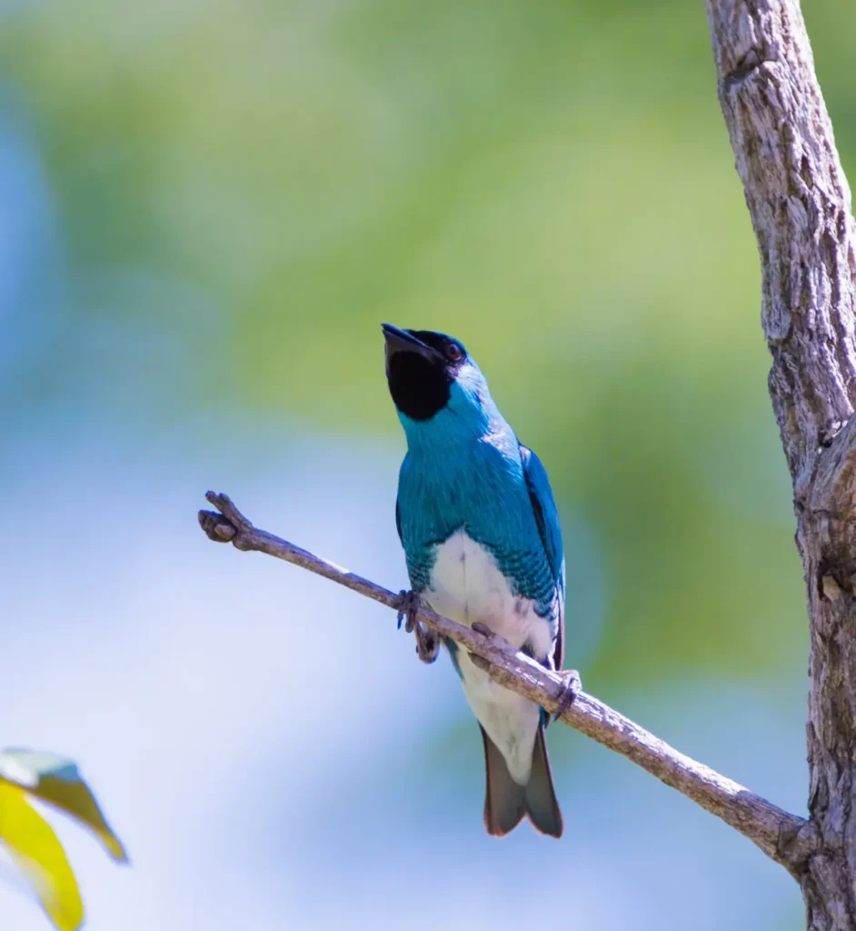 Swallow Tanager 9