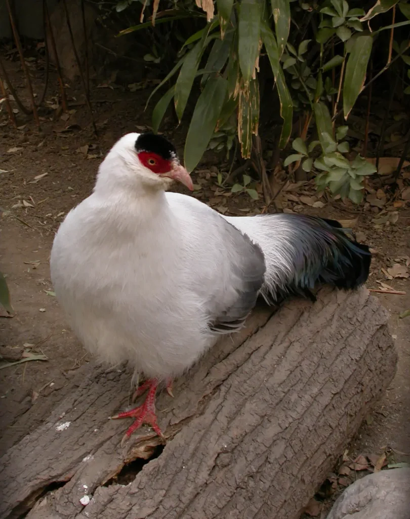 White Eared Pheasant 1