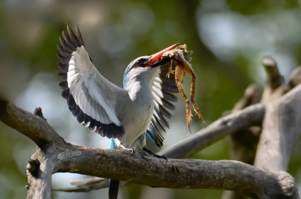 Woodland Kingfisher 11