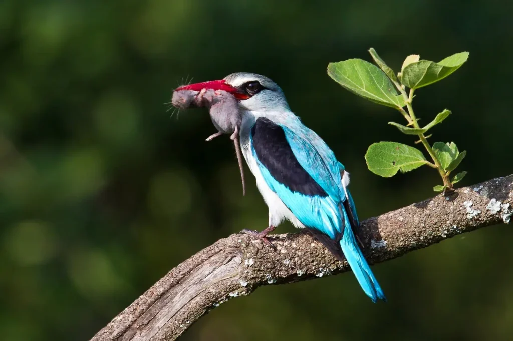 Woodland Kingfisher 6