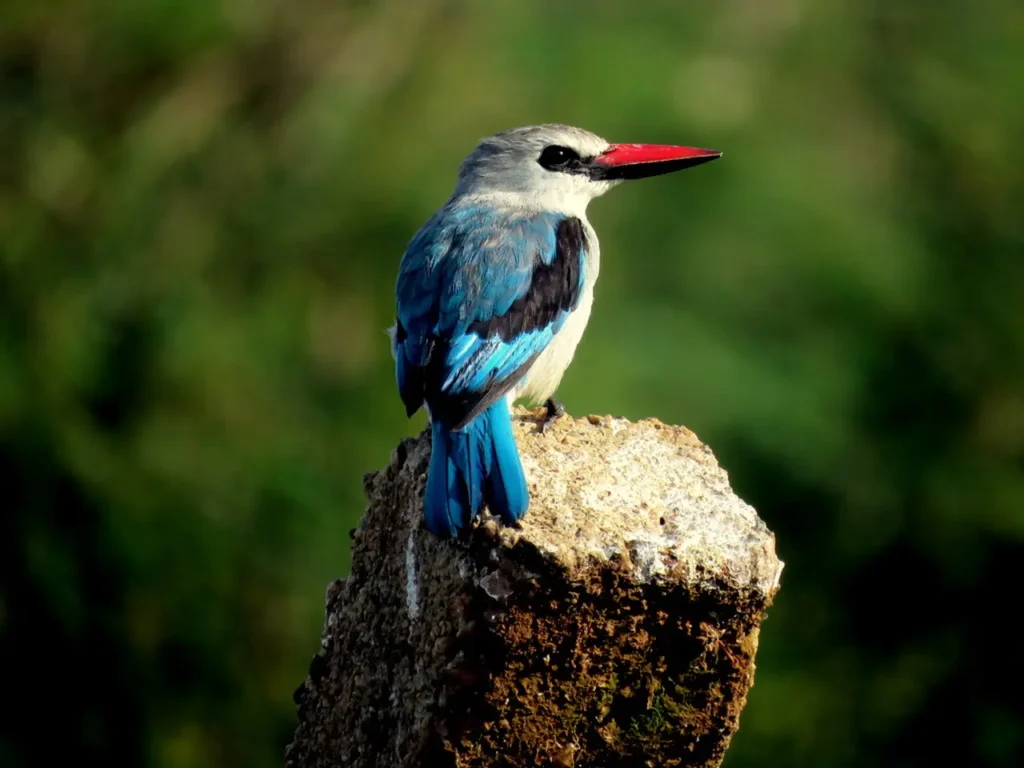 Woodland Kingfisher 7