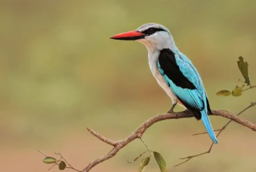 Woodland Kingfisher 8