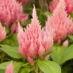 Celosia Argentea Var. Cristata (plumosa Group) 'ice Cream Pink'