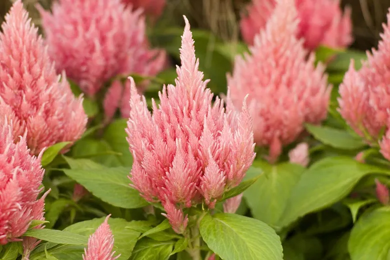 Celosia Argentea Var. Cristata (plumosa Group) 'ice Cream Pink'